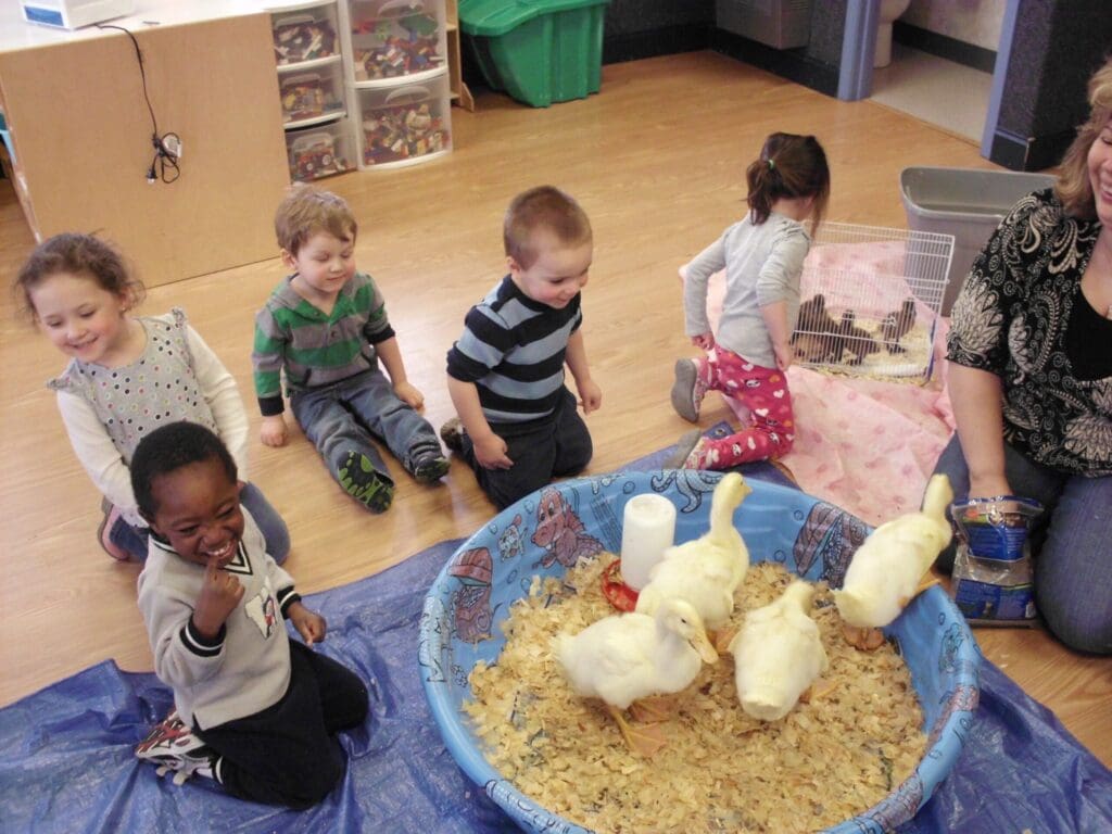 ducks visiting for Easter wow event